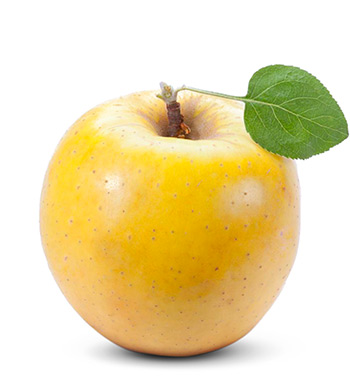 Apple, Yellow Delicious (Golden Delicious) 